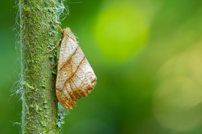 Scalloped Hook-tip (Falcaria lacertinaria). Oxfordshire, United Kingdom. June 2023