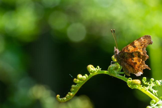 Comma (Polygonia c-album). County Durham, United Kingdom. June 2023