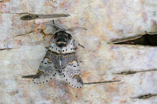 Sallow Kitten (Furcula furcula). County Durham, United Kingdom. June 2023