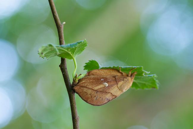 Drinker (Euthrix potatoria). County Durham, United Kingdom. June 2023