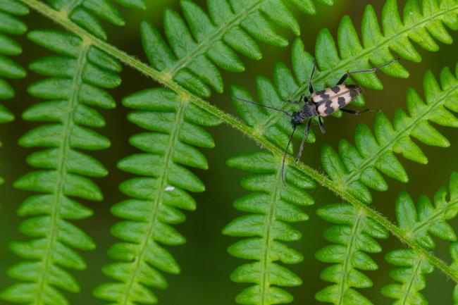 Longhorn Beetle (Pachytodes cerambyciformis). County Durham, United Kingdom. June 2023