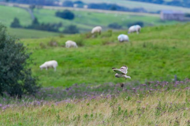 Short-eared Owl (Asio flammeus). Northumberland, United Kingdom. July 2023
