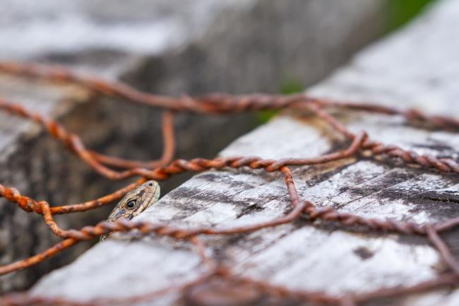 Common Lizard (Zootoca vivipara). County Durham, United Kingdom. August 2023