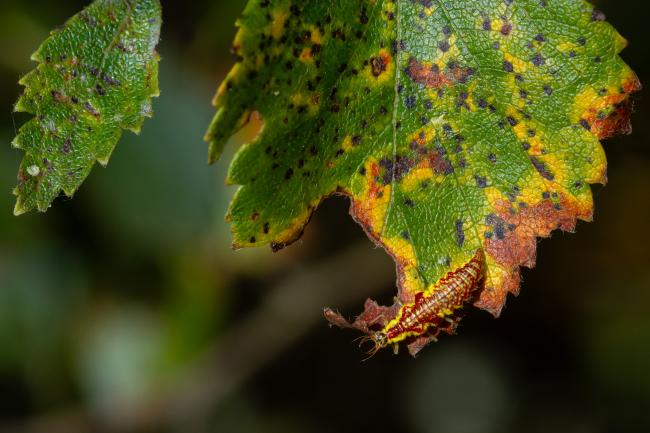 Green Lacewing sp. (Chrysopidae sp.). County Durham, United Kingdom. August 2023