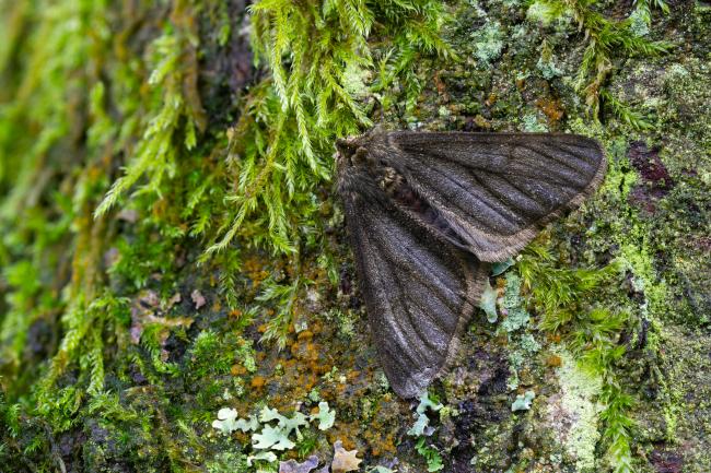 Pale Brindled Beauty (Phigalia pilosaria). County Durham, United Kingdom. February 2024