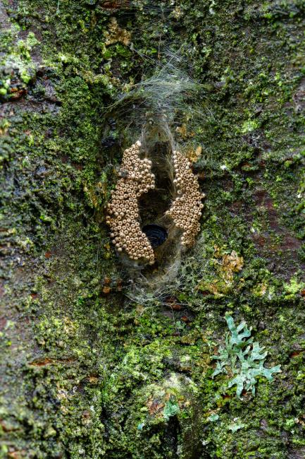 Vapourer (Orgyia antiqua). County Durham, United Kingdom. February 2024
