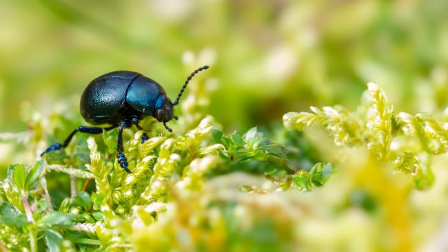 Small Bloody-nosed Beetle (Timarcha goettingensis). Surrey, United Kingdom. March 2024