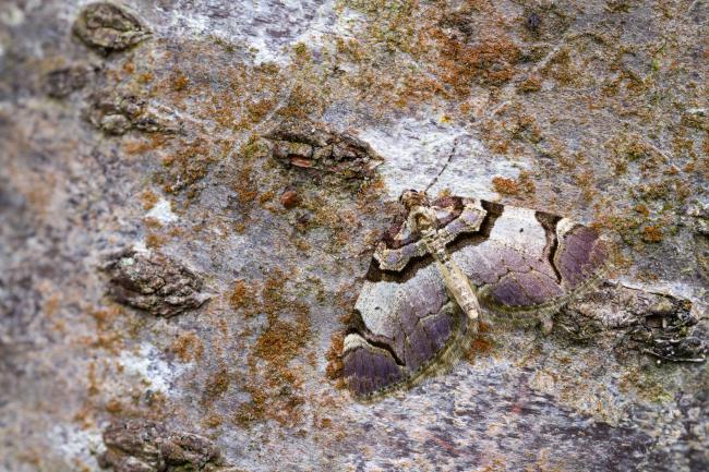 Streamer (Anticlea derivata). West Sussex, United Kingdom. March 2024