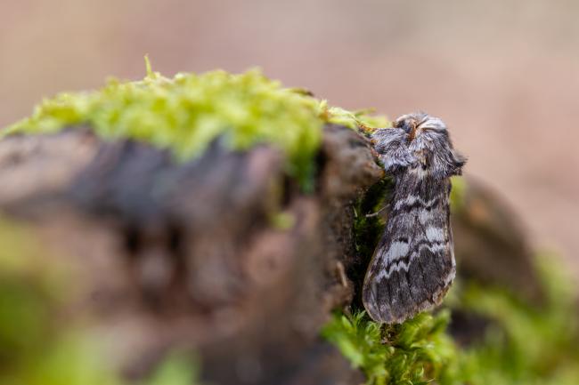 Lunar Marbled Brown (Drymonia ruficornis). County Durham, United Kingdom. April 2024