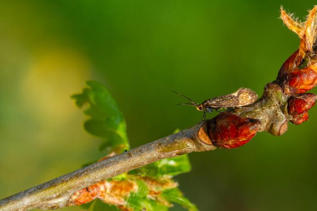 Sulphur Tubic (Esperia sulphurella). County Durham, United Kingdom. May 2024