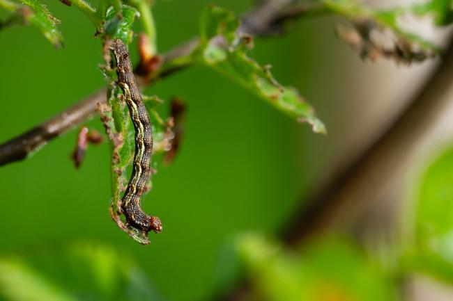 Mottled Umbar (Erannis defoliaria). County Durham, United Kingdom. May 2024