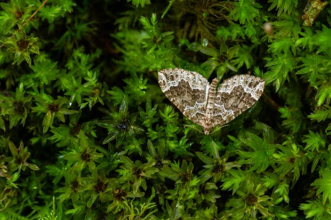 Devon Carpet (Lampropteryx otregiata). County Durham, United Kingdom. May 2024