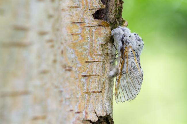 Puss Moth (Cerura vinula). County Durham, United Kingdom. May 2024