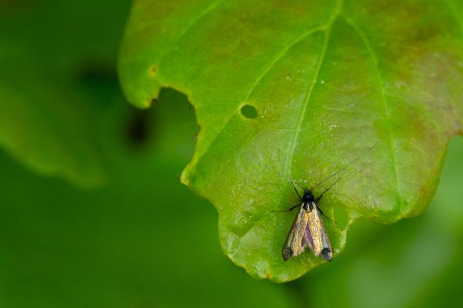 Green Longhorn (Adela reaumurella). County Durham, United Kingdom. May 2024