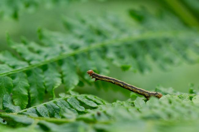 Geometrid Moth (Geometridae sp.). County Durham, United Kingdom. May 2024