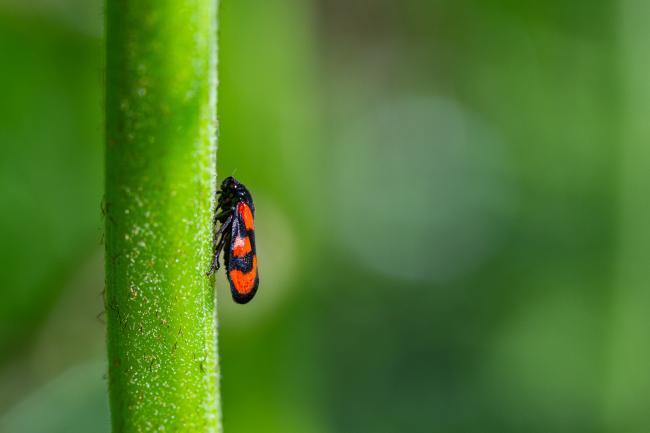 Red-and-black Froghopper (Cercopis vulnerata). County Durham, United Kingdom. May 2024