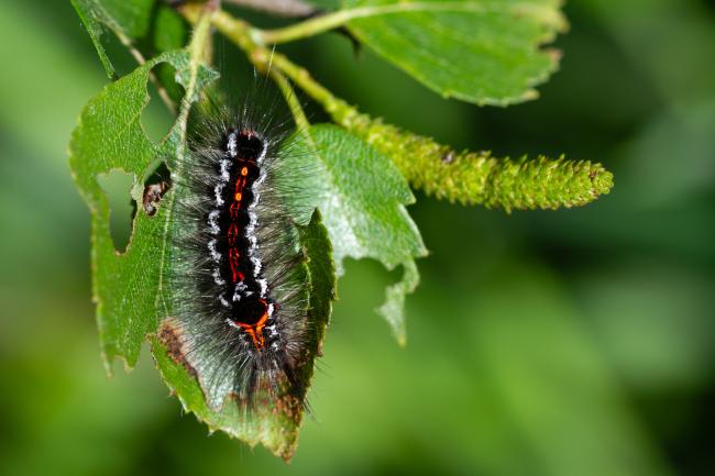 Yellow Tail (Euproctis similis). County Durham, United Kingdom. May 2024