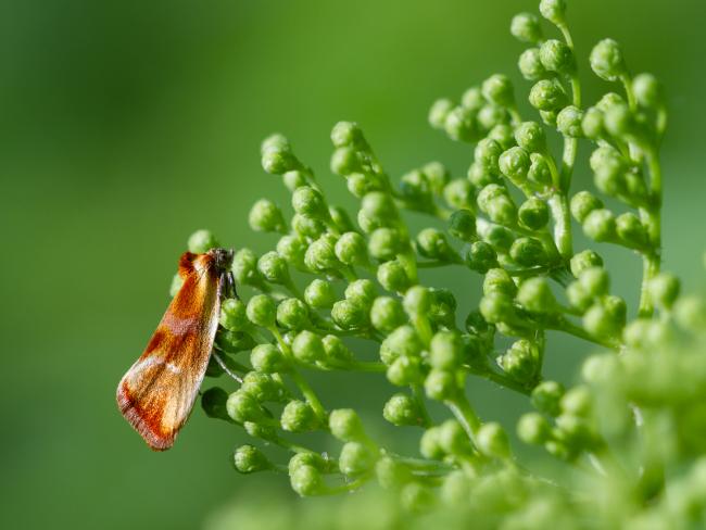 Brassy Tortrix (Eulia ministrana). County Durham, United Kingdom. May 2024