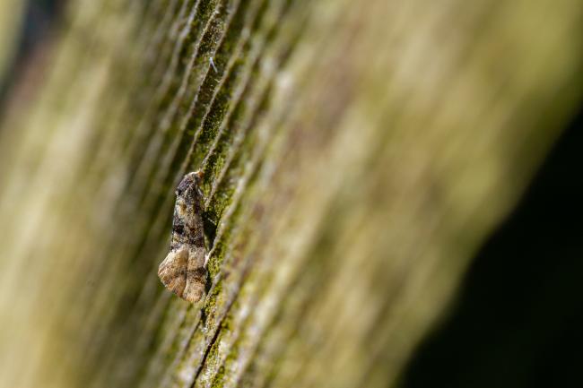 Birch Straw (Thyraylia nana). County Durham, United Kingdom. May 2024