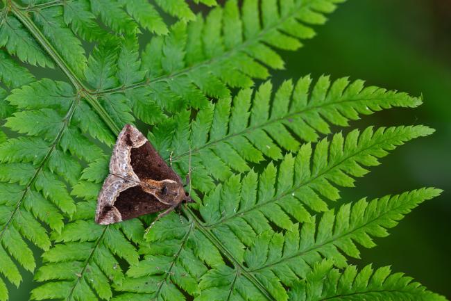 Beautiful Snout (Hypena crassalis). County Durham, United Kingdom. June 2024
