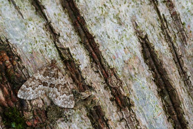 Broken-barred Carpet (Electrophaes corylata). County Durham, United Kingdom. June 2024