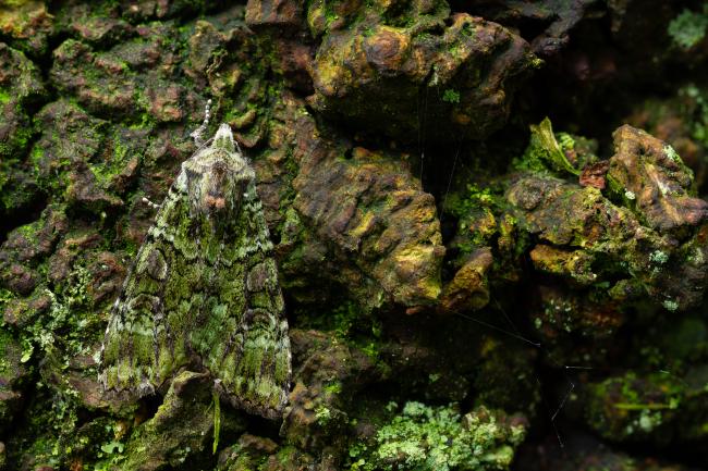 Green Arches (Anaplectoides prasina). County Durham, United Kingdom. June 2024