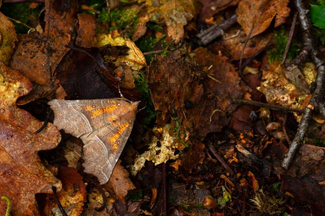 Herald (Scoliopteryx libatrix). County Durham, United Kingdom. June 2024