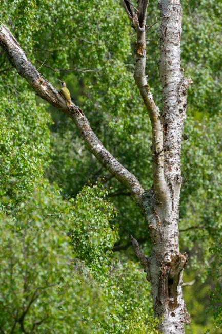 Green Woodpecker (Picus viridis). County Durham, United Kingdom. June 2024
