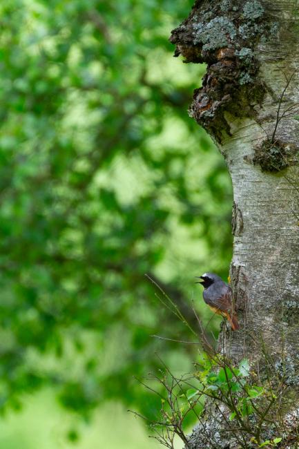 Common Redstart (Phoenicurus phoenicurus). County Durham, United Kingdom. June 2024