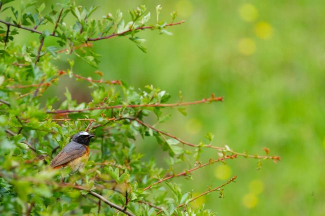Common Redstart (Phoenicurus phoenicurus). Derbyshire, United Kingdom. June 2024