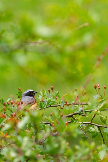 Common Redstart (Phoenicurus phoenicurus). Derbyshire, United Kingdom. June 2024