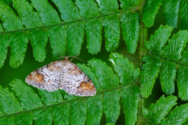 Blomers Rivulet (Venusia blomeri). Derbyshire, United Kingdom. June 2024