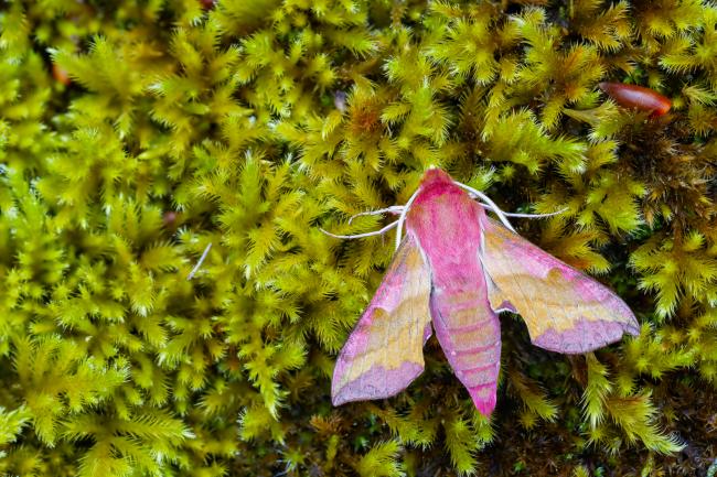 Small Elephant Hawk-moth (Deilephila porcellus). Derbyshire, United Kingdom. June 2024