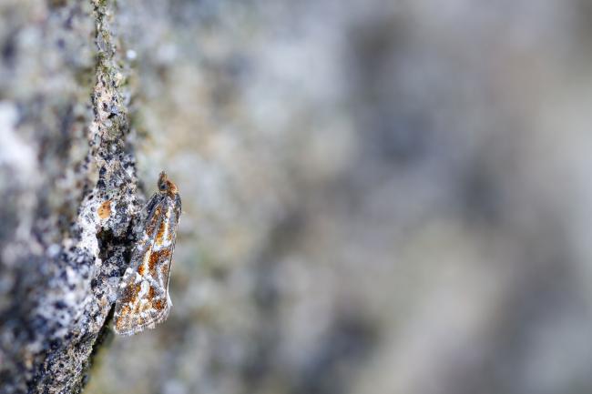 Tortrix Moth (Aethes sp.) (Aethes sp.). Derbyshire, United Kingdom. June 2024