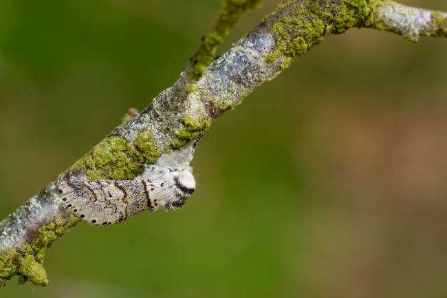 Sallow Kitten (Furcula furcula). County Durham, United Kingdom. June 2024