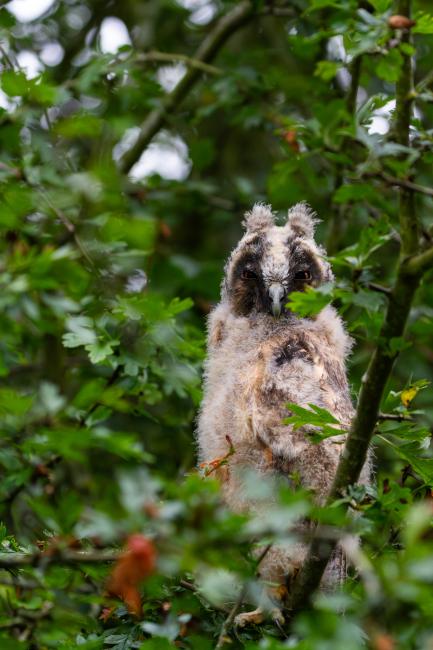 Long-eared Owl (Asio otus). County Durham, United Kingdom. June 2024