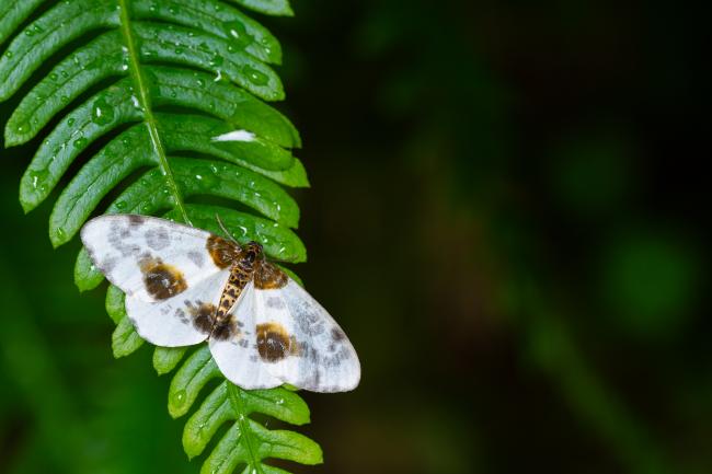 Clouded Magpie (Abraxas sylvata). County Durham, United Kingdom. July 2024