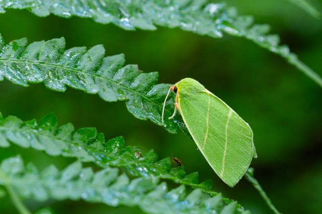 Scarce Silver-lines (Bena bicolorana). County Durham, United Kingdom. July 2024