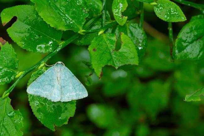 Grass Emerald (Pseudoterpna pruinata). County Durham, United Kingdom. July 2024