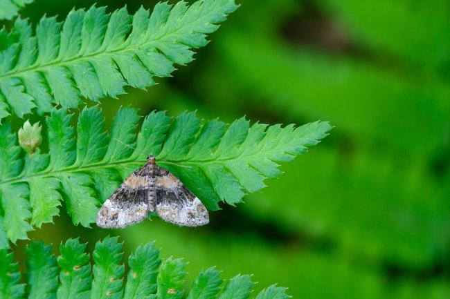 Barred Carpet (Martania taeniata). County Durham, United Kingdom. July 2024