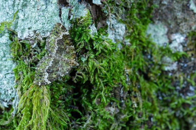 Autumn Green Carpet (Chloroclysta miata). County Durham, United Kingdom. July 2024