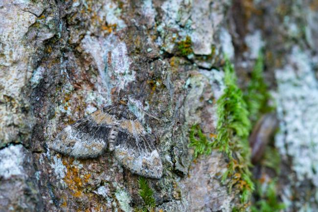 Barred Carpet (Martania taeniata). County Durham, United Kingdom. July 2024