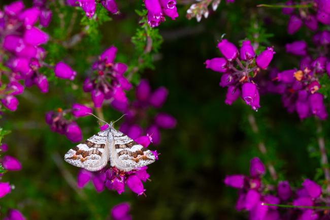 Manchester Treble-bar (Carsia sororiata). County Durham, United Kingdom. July 2024
