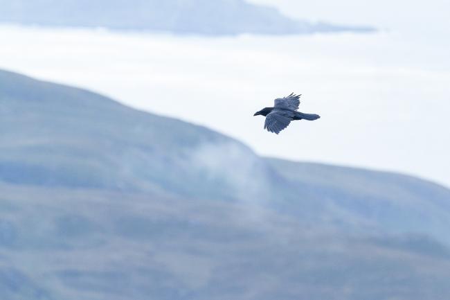 Common Raven (Corvus corax). Argyll and Bute, United Kingdom. August 2024