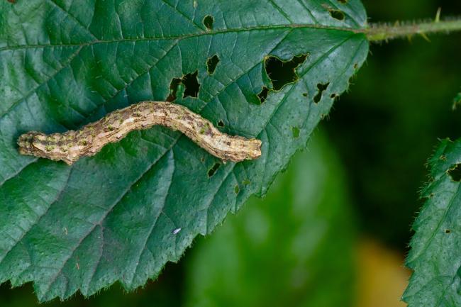 Scalloped Hazel (Odontopera bidentata). County Durham, United Kingdom. October 2024