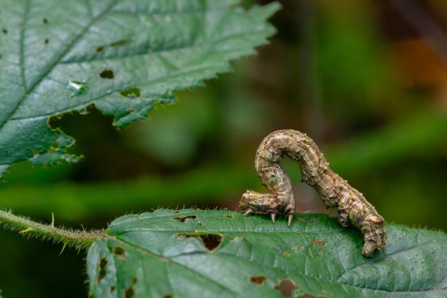 Scalloped Hazel (Odontopera bidentata). County Durham, United Kingdom. October 2024