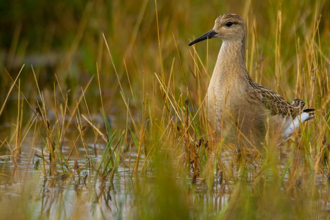 Ruff (Calidris pugnax). Dorset, United Kingdom. August 2015