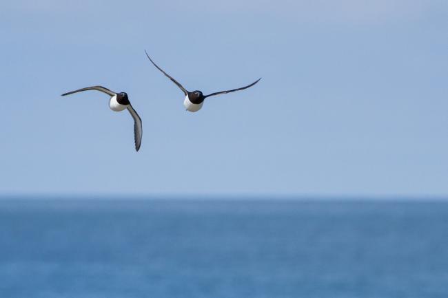 Razorbill (Alca torda). County Durham, United Kingdom. May 2016