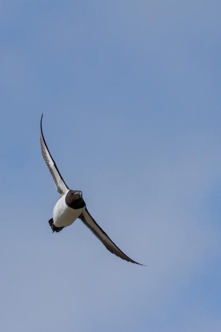 Razorbill (Alca torda). County Durham, United Kingdom. May 2016