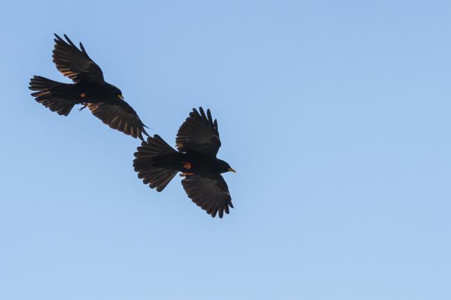 Alpine Chough (Pyrrhocorax graculus). Kotor, Montenegro. September 2017